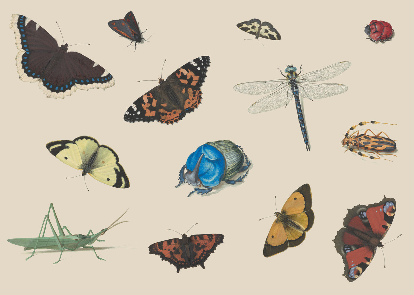 Sheet of Studies