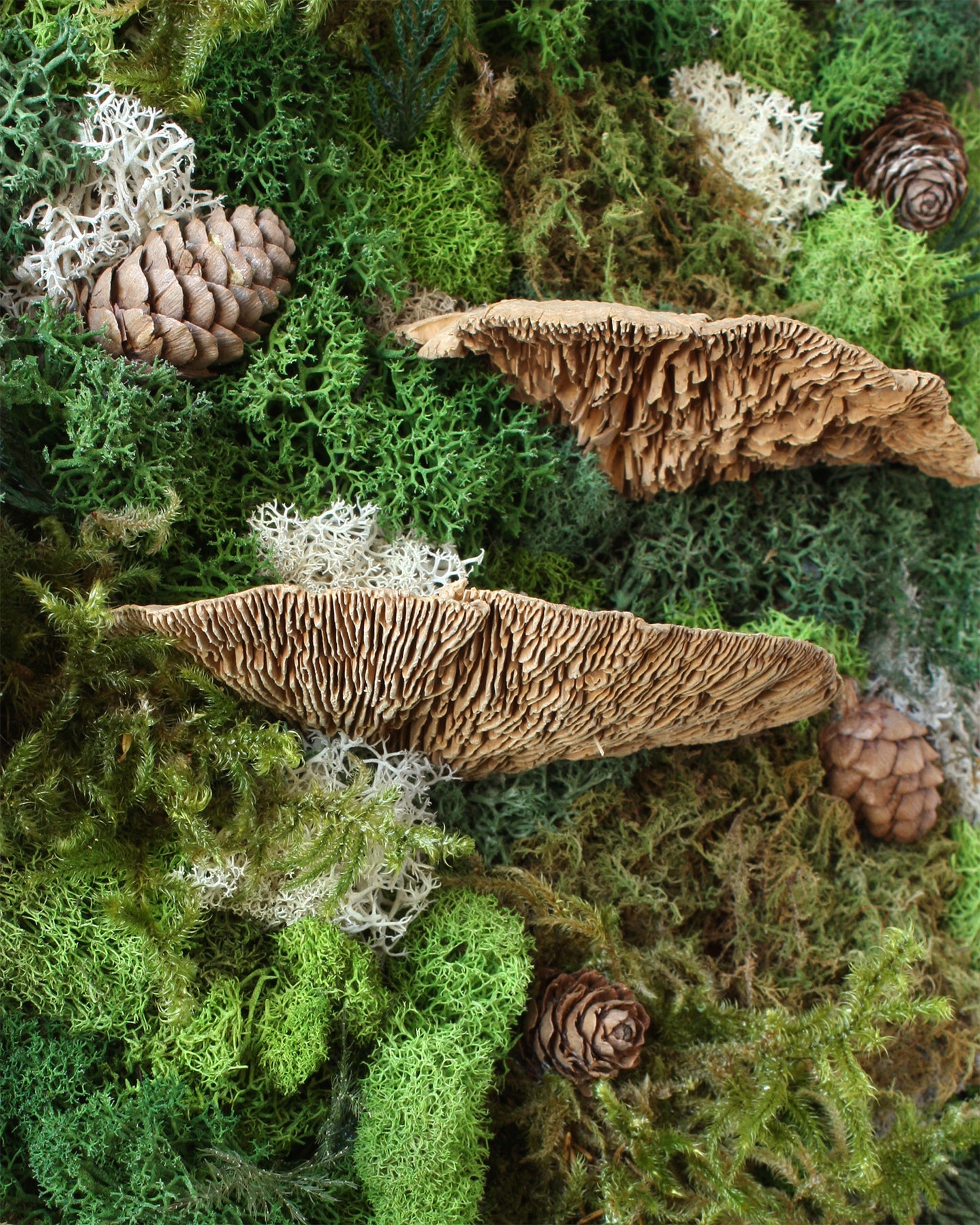 Moss art kits